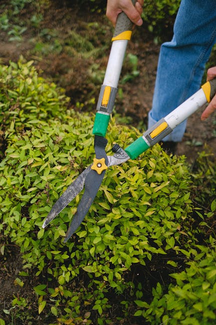 A gardener's hand is visible holding a pair of long-handled hedge shears with yellow and green grips, trimming dense, green foliage in a garden bed. The garden features a neatly maintained lawn with t
