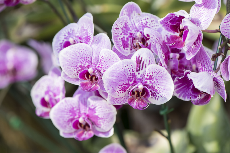 lawn care lawn maintenance